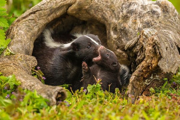 Minnesota-Pine County Striped skunk mother with kit